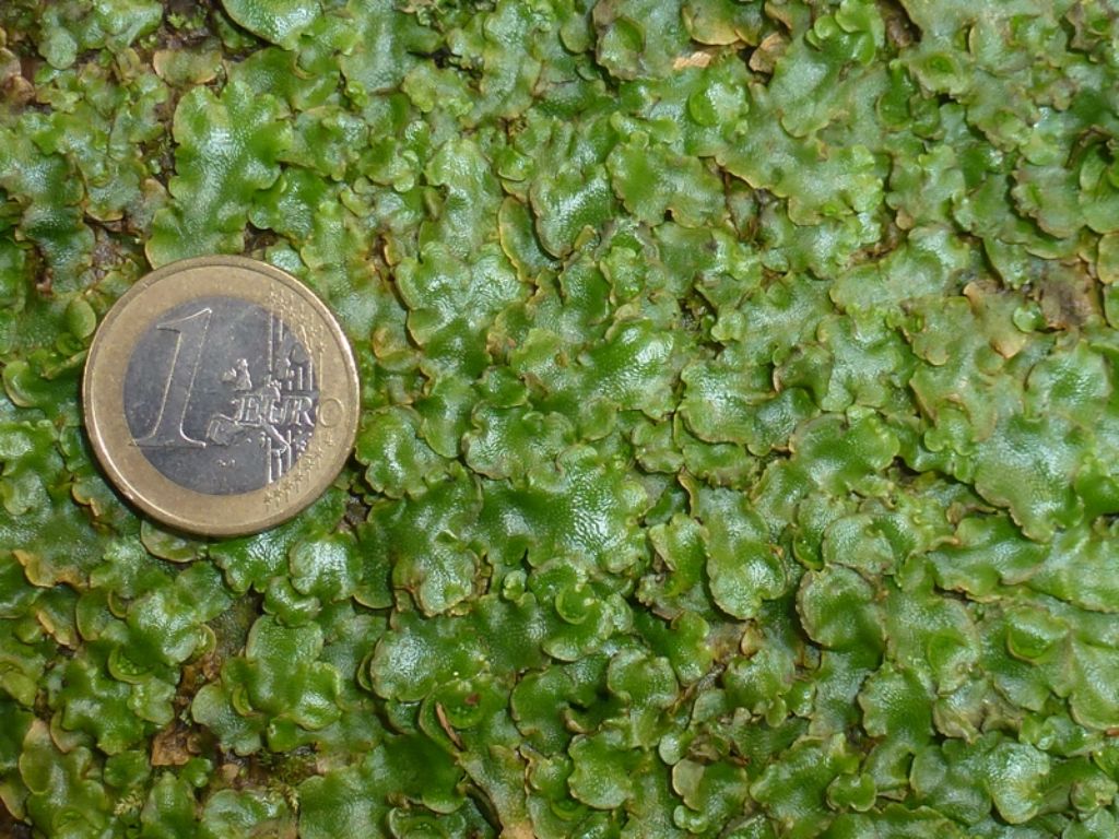 Bryophyta forse Lunulariaceae